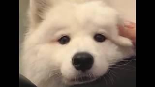 Captivatingly Cute Samoyed Puppy