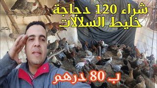 شراء 120 دجاج خليط السلالات ب80 درهم