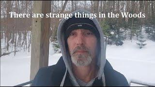 There are strange things in the Woods (Listen to your Gut)