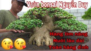 vườn bonsai nguyễn duy bến tre quá nhiều cây tìm năm , hàng đẹp nuôi lâu dài