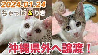 【LIVE】 2024.01.24  みぱね保護猫『ちゃっぽ』『りき』またまた沖縄県外へ譲渡！️・寂しく嬉しい別れ・引き続き里親大募集！