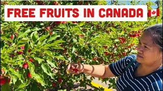 FREE FRUITS IN CANADA is Everywhere | family vlog | sarah buyucan