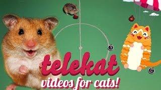 Cute hamster video for cats to watch! Telekat: TV for smart cats