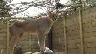 De Paay Dieren en uilenpark