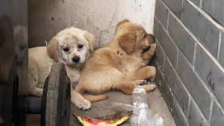 Puppies abandoned as garbage, when they saw people, cuddled up in fear