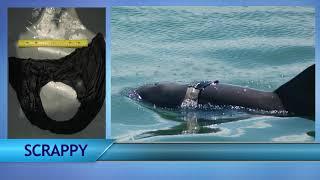 Dolphin Conservation — 5th Grade Curriculum, Part 2