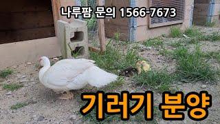 기러기 키우기 분양받기