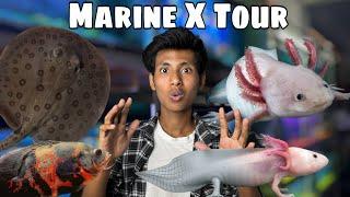 First time exotic Fishes in Lucknow  reasonable price  | Marine X Tour