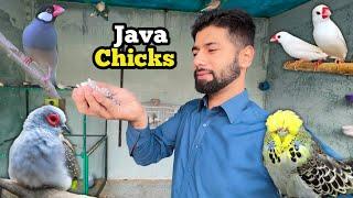 Java finch chicks | budgies parrot baby | diamond dove eggs hatched