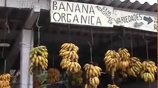 Produção de banana orgânica é bom negócio e preserva a natureza