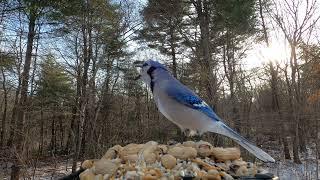 Blue Jays, Chickadees, Titmice, Cardinals