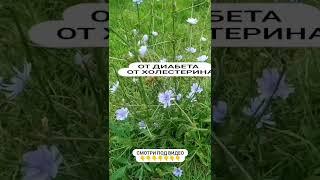 ОТ ДИАБЕТА / ОТ ХОЛЕСТЕРИНА / ПИК /Сибирское здоровье