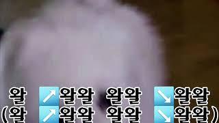 김도고 DOGGO KIM 팬영상[개소리로 Beat your competition]