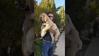 Giant puppy of spanish mastiff