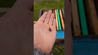 Пришёл пчёл кормить. Стимуляция пчёл весной