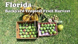 Backyard Organic Tropical Fruit Harvest in Florida