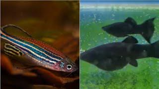 Can Zebra danio and mollies live together? can Molly fish and zebra fish share the same aquarium ?