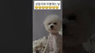 금동이와 눈물의 이별 금동이 안녕!