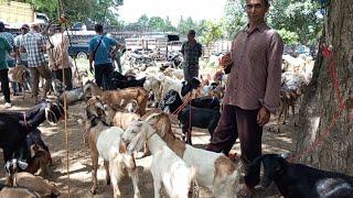 Kesempatan bagus untuk cari domba dan kambing penggemukan