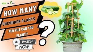 How Many Cucumber Plants Per Pot Can You Plant?