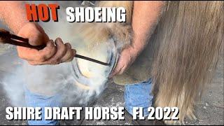 Hot Shoeing a Shire Draft Horse