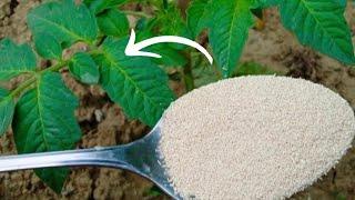 The best organic fertilizer with yeast! Plants grow twice as fast