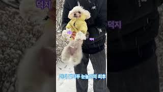 아기 말티푸 눈놀이 후 결과 #강아지 #말티푸 #멍미르 #눈놀이 #눈 #최후 #결과 #귀여운강아지 #shorts