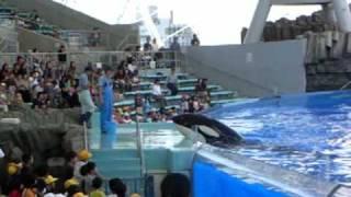 A killer whale attacks a trainer