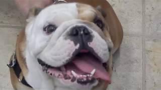 Dr. Kraemer Vet4Bulldog bulldog post urethrostomy surgery