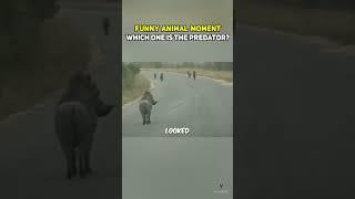 Funny Animal Moment Warthog vs Hyena