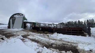 Cows killed after heavy snow causes barn to collapse in Chautauqua County