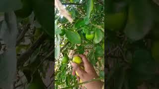  lemon  tree  beautiful ️ place and gardens 