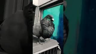 Spanish Thief Pouter Pigeon