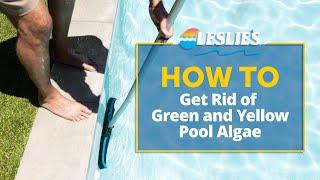 How to Get Rid of Green & Yellow Pool Algae | Leslie's
