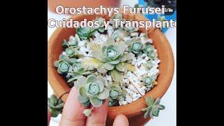 OROSTACHYS FURUSEI, SUS CUIDADOS Y TRANSPLANTE