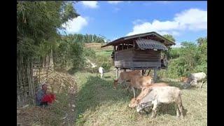 Very simple Thailand Mountain Village Life I Thailand village