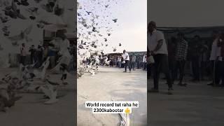 Delhi ki kabootar bazi khalifa fasal 2300#kabootar #pigeon #record #worldrecord #kabutar #shorts