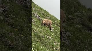 #steinbock #capricorn #tier #nature #animals #mountains #swissalps #hiking #alpen #wandern #views