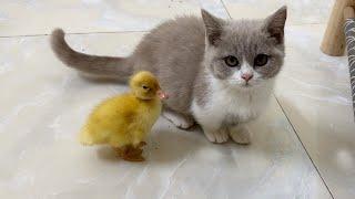 The daily life of ducklings and kittens is very interesting #3 | So funny