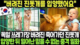 [해외감동사연] 버림받아 죽어가던 한국 진돗개, 독일의 아픈 소녀와 만나자 세상이 믿을 수 없는 반전이 시작되는데..