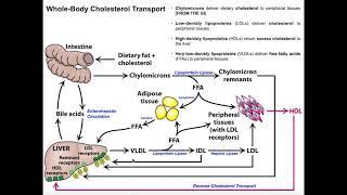 Whole-Body Cholesterol Transport [Part 2/2] | LDL & HDL