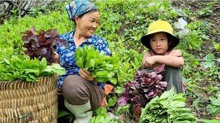 Harvesting vegetables on the rocky mountain with my niece. Aunt Lien's new life