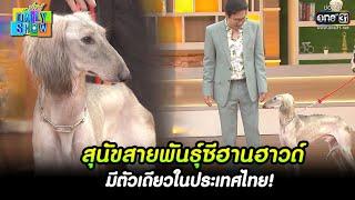 สุนัขสายพันธุ์ซีฮานฮาวด์ มีตัวเดียวในประเทศไทย! | HIGHLIGHT Daily Show EP.41 |  11 เม.ย. 65 | one31