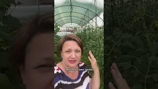 Теплица за 0 рублей #деревня #теплица #соцконтракт #дача #инвестиции #сельскоехозяйство #огород