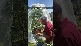 Grow Blueberries Bigger and Sweeter! The Secret is in the Companion