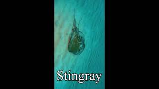 Stingray