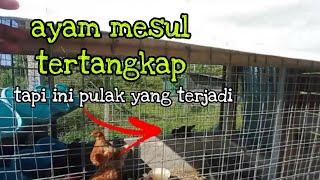 [Episod868] akhirnya ayam @kebunmesull tertangkap semula tapi ini pulak yang terjadi..