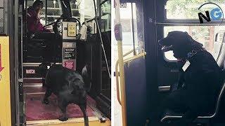 This Smart Dog Takes The Bus All By Herself Every Day To Go To The Dog Park