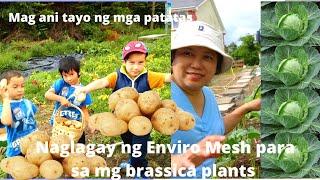 Naglagay ng Enviromesh + Potato Harvest