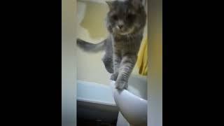 Did you call an inspector? #shorts #short #shortvideo #shortsvideo #funny #cat